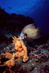 Cozumel Angel.

Punta Dalila, Cozumel. by Erich Reboucas 